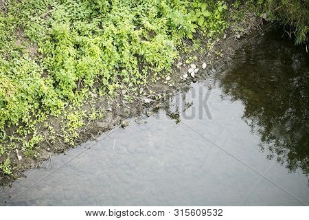 River Side With Green Small Plants Macro Background Fine Art High Quality Prints Products Fifty Mega
