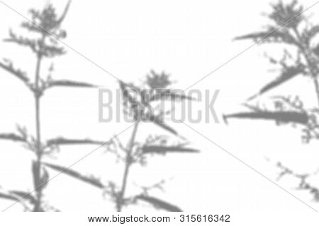 The Shadow Of The Plant On The White Wall. Black And White Summer Background For Photo Overlay Or Mo