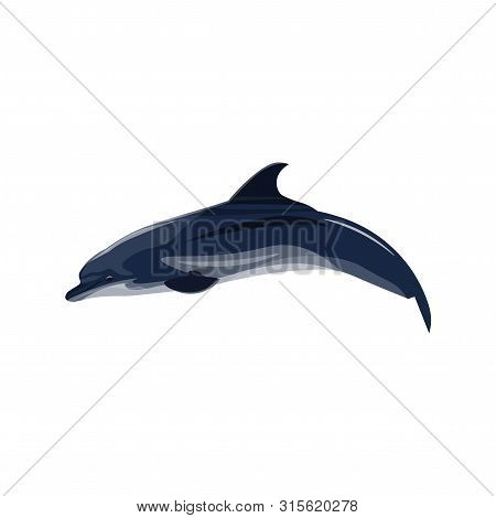 Short Beaked Common Dolphin. Vector Illustration Isolated On White Background
