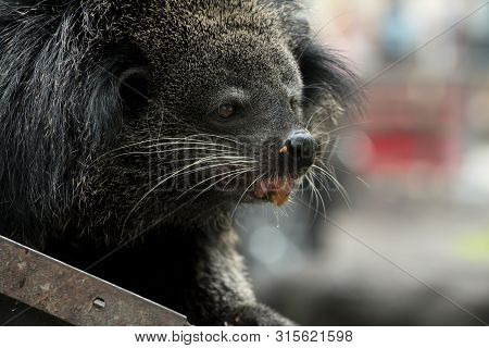 Close Up Of Binturong Face Eating Food On Pole; Bearcat Is Widespread In South And Southeast Asia