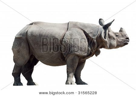 Unicornis แรด