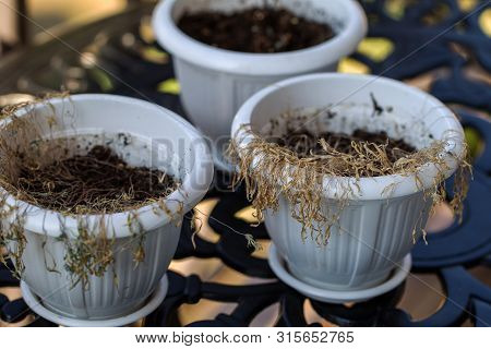 Drought. Withered Potted Flowers. Ornamental Plants In Pots That Fade. Withered Dead Brown Potted Ho