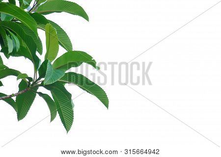 Elephant Apple Tree With Leaves Branches And Sunlight On White Isolated Background For Green Foliage