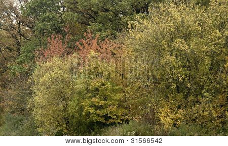 Feuillage d'automne