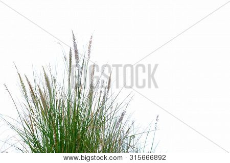 Wild Grass Bush With Flower Blossom On White Isolated Background