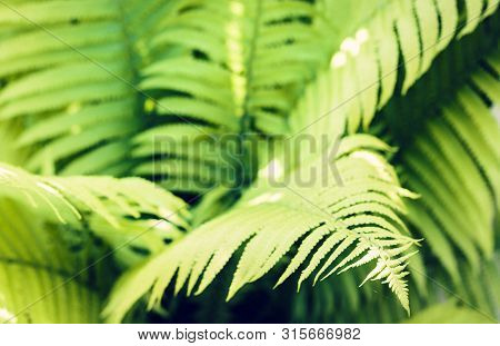 Fern (polypodiophyta) With Green Leaves Texture Background, Plants In A Garden
