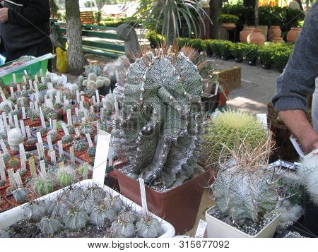 Plants Astrophytum Ornatum, Astrophytum Capricorne And Echinocactus Grusonii Among The Collection Of