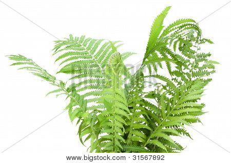 Vilde Fern Bush isoleret