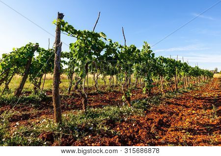 View Of Typical Istrian Vineyards In The Red Soil