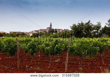 View Of Typical Istrian Vineyards In The Red Soil