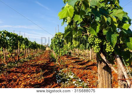 View Of Typical Istrian Vineyards In The Red Soil