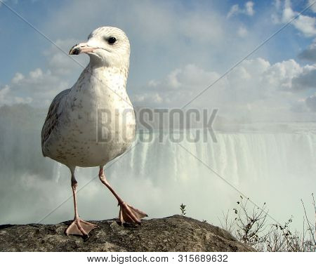 Seagull Standing In Front Of Niagara Falls