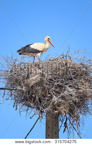 Portugal Stork Nest. Bird Fauna Of Algarve Region.