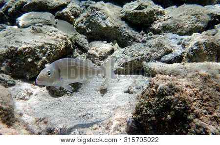 Gilt Head Bream Fish, Mediterranean Underwater Shoot