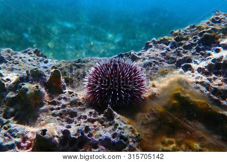 Underwater Mediterranean Purple Sea Urchin - Sphaerechinus Granularis