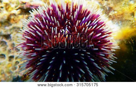 Underwater Mediterranean Purple Sea Urchin - Sphaerechinus Granularis