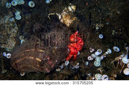 Red Hermit Anemone Caring Crab (dardanus Arrosor)