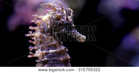 Profile Of Mediterranean Seahorse In Saltwater Aquarium Tank - Hippocampus Guttulatus