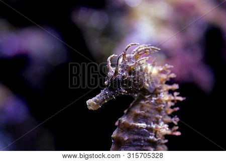 Profile Of Mediterranean Seahorse In Saltwater Aquarium Tank - Hippocampus Guttulatus