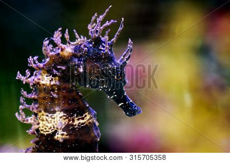 Profile Of Mediterranean Seahorse In Saltwater Aquarium Tank - Hippocampus Guttulatus