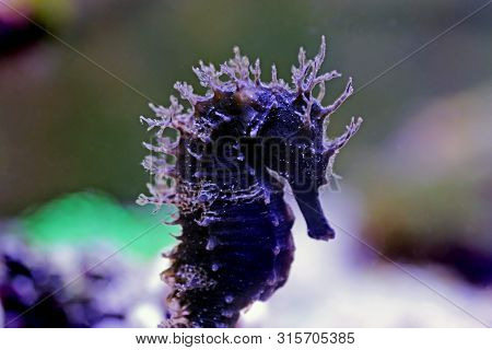 Profile Of Mediterranean Seahorse In Saltwater Aquarium Tank - Hippocampus Guttulatus