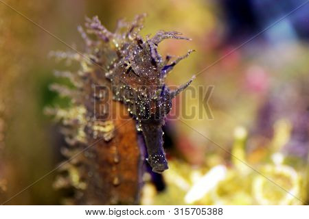 Profile Of Mediterranean Seahorse In Saltwater Aquarium Tank - Hippocampus Guttulatus