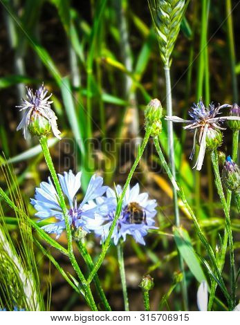 Close Up Of Honey Bee On Iris Flower. Summer Nature Concept.
