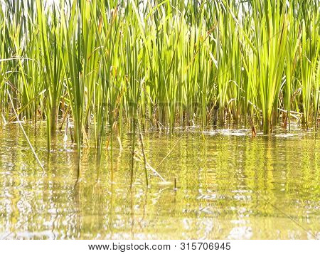Close Up Of Typha Plant In Lake Water. Copy Space On Lake Water.