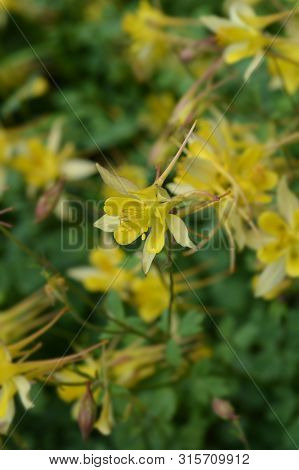 Golden Columbine - Latin Name - Aquilegia Chrysantha