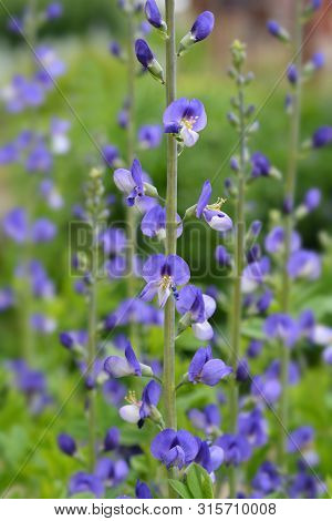 Blue False Indigo Flowers - Latin Name - Baptisia Australis