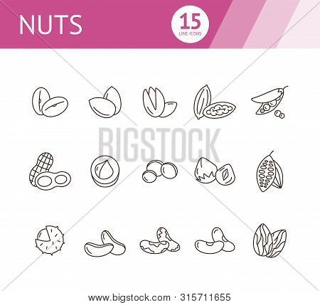 Nuts Icons. Set Of Line Icons On White Background. Cocoa Bean, Brazil Nuts, Soy Nuts. Dieting Concep