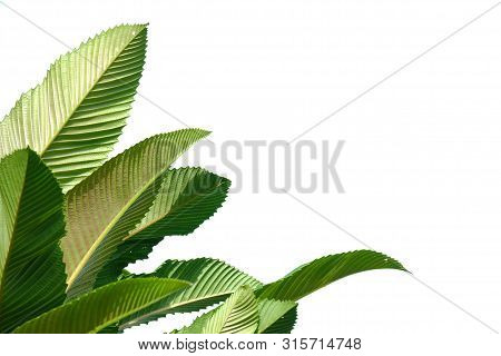 Elephant Apple Tree With Leaves Branches And Sunlight On White Isolated Background For Green Foliage