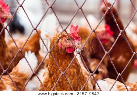 Chickens On Traditional Free Range Poultry Farm. Free Range Rooster And Chickens. Free Range Rooster