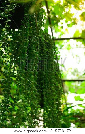 Natural Concept, Green Asclepiadaceae Hang On Natural Daylight. Green Asclepiadaceae In Vertical Bac