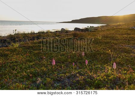 Sredniy Peninsula, Murmansk Region, Algae Thrown Surf, Shore Of The Arctic Ocean, Sredniy Peninsula