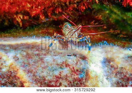 Rock Shrimp Underwater, Common Shrimp, (palaemon Serratus) Underwater