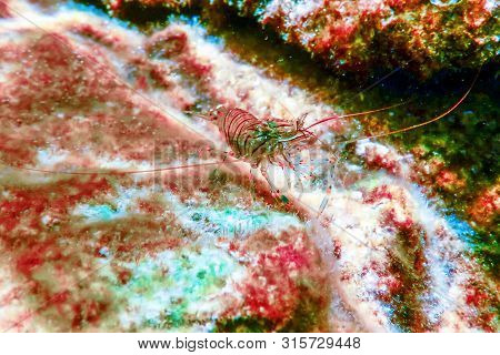 Rock Shrimp Underwater, Common Shrimp, (palaemon Serratus) Underwater