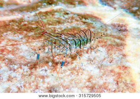 Rock Shrimp Underwater, Common Shrimp, (palaemon Serratus) Underwater