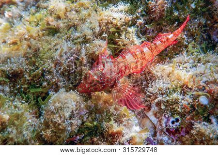 Portrait Of Cute Blenny Fish, Close Up