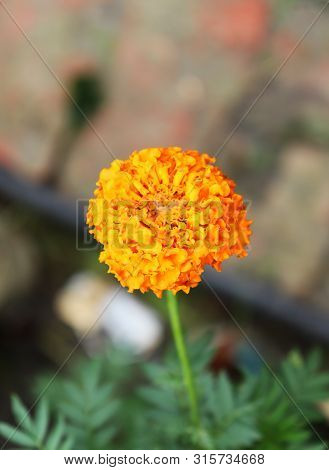 Beautiful Marigold Flowers On Tree In The Garden. Beautiful Yellow Marigold Flowers
