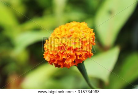 Marigold Flower. Beautiful Yellow Marigold Flowers On Tree In The Garden