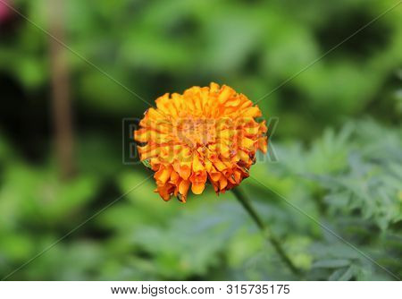 Marigold Flowers On The Tree With Green Leaves Background. Yellow Marigold Flower