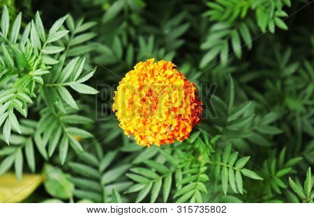 Yellow Marigold Flowers On The Tree With Green Leaves Background