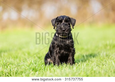 Portrait Of A Standard Schnauzer Puppy Who Sits On The Meadow