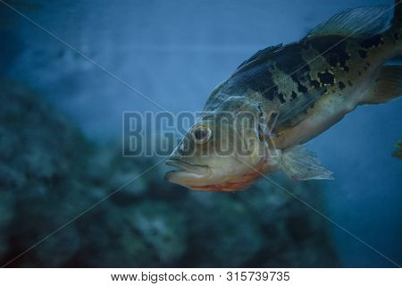 Fish (orinoco Peacock Bass, Cychla Ocellaris ) In The River.