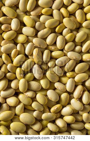 Dry Organic Yellow Mayocoba Beans