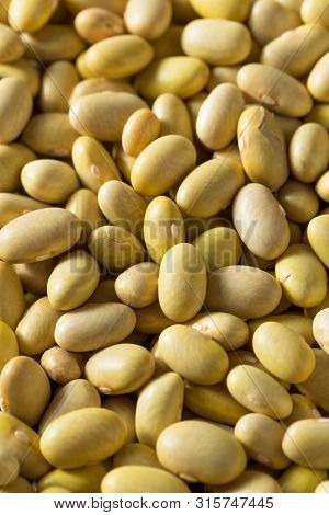 Dry Organic Yellow Mayocoba Beans
