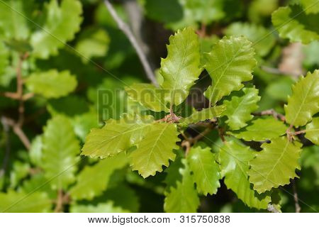 Portuguese Oak Leaves - Latin Name - Quercus Faginea