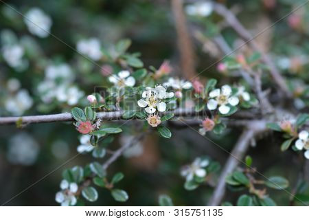 Littleleaf Cotoneaster Cochleatus - Latin Name - Cotoneaster Microphyllus Cochleatus