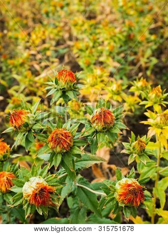Safflower plant agricultural field in summer